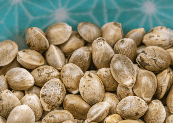 cannabis seeds ready for storage