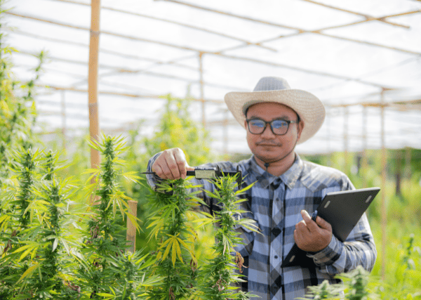 farmer checking the quality of cannabis plant