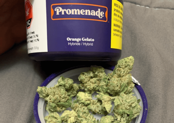 orange gelato strain