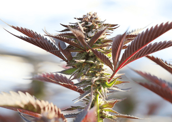 outdoor grown marijuana in full bloom