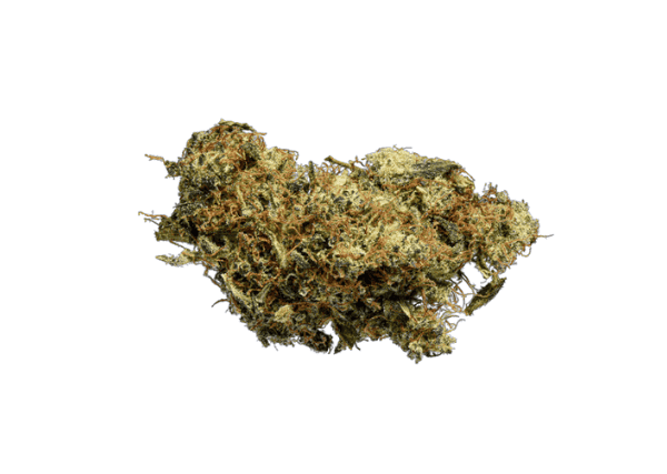 paloma strain