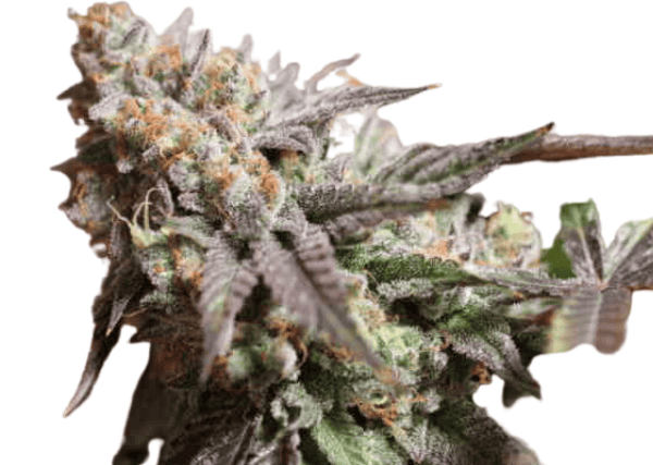 strawberry headband strain