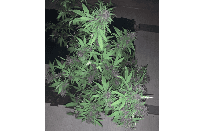 Durban Poison Autoflowering Seeds