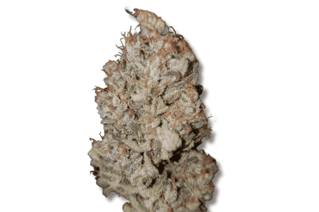 Gelato Autoflowering seed