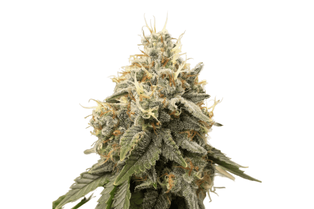 Super Silver Haze Fem Seed