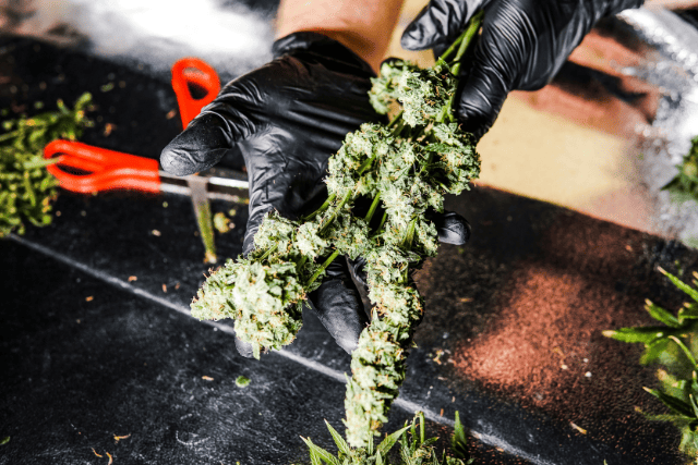 best strains to grow