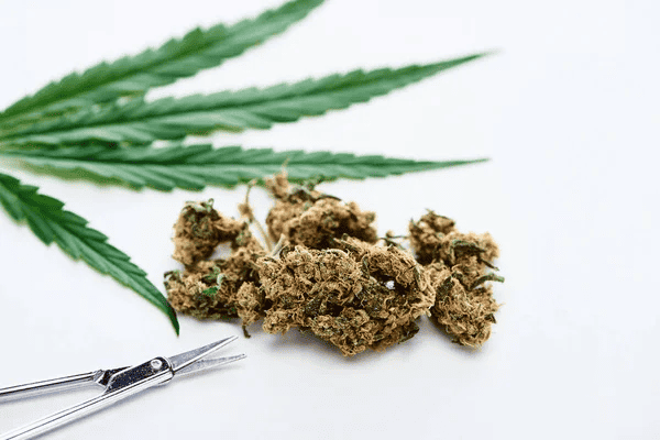 handful of weed buds next to marijuana leaves and nail scissors