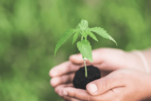 someone holding a small cannabis seedling with both hands