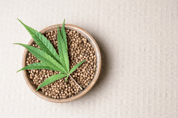 hundreds of cannabis seeds in a bowl with a marijuana leaf on top