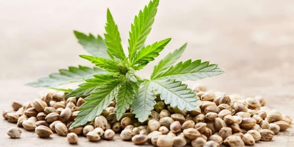pile of cannabis seeds with marijuana leaves on top