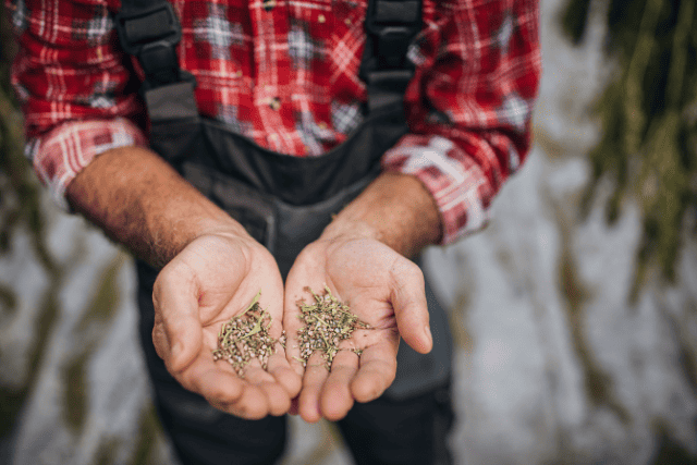 dry cannabis seeds on farmer's palms