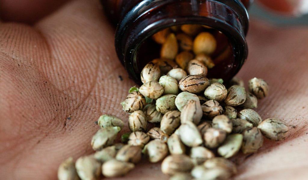 feminized cannabis seeds poured from a bottle into someone's hand