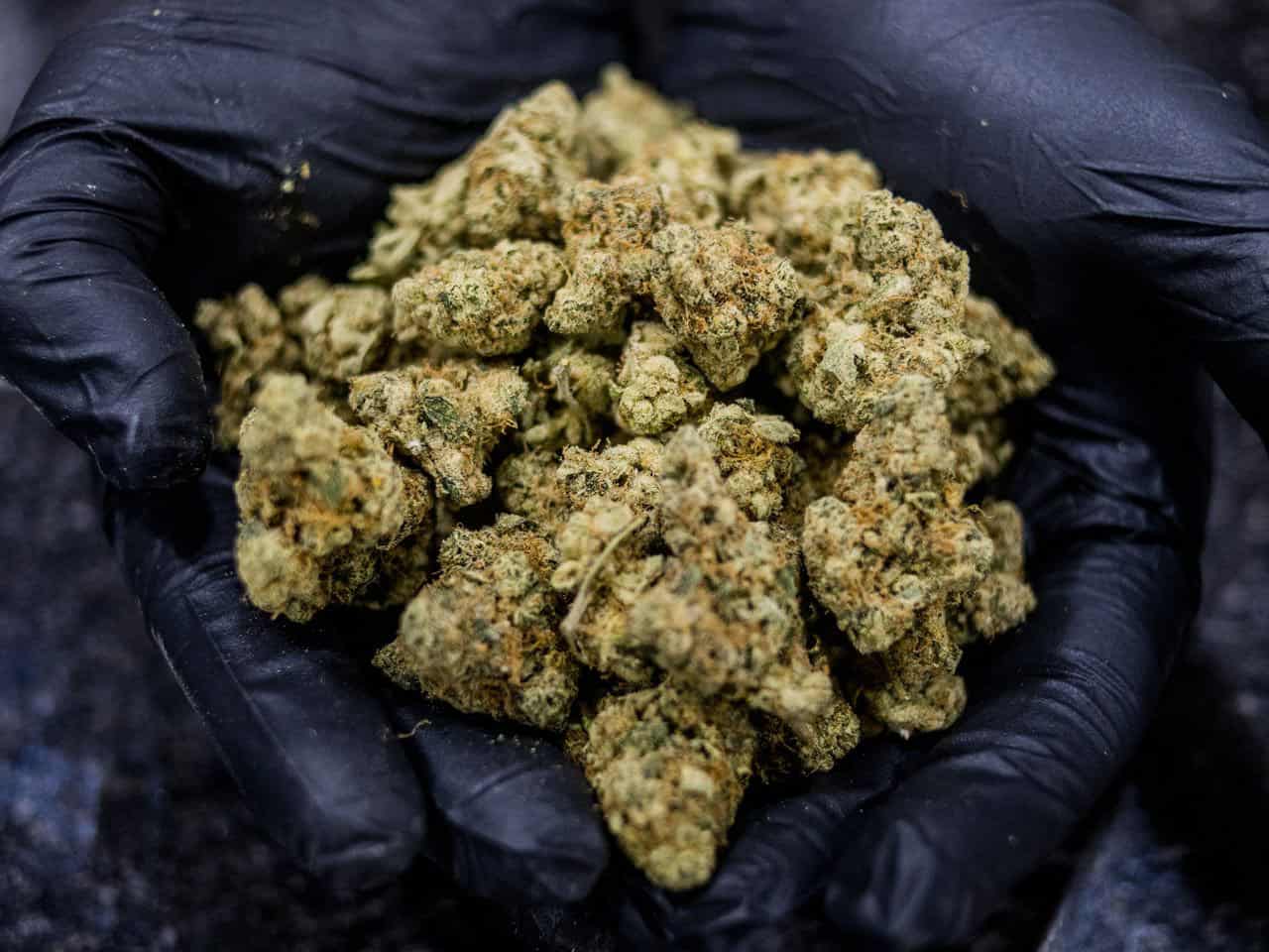 handful of weed buds in two gloved hands
