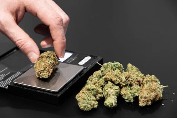 handful of weed on counter and 1 bud placed on a small scale