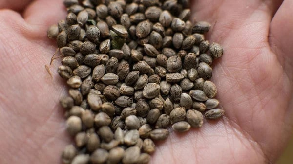 cannabis seeds - featured image