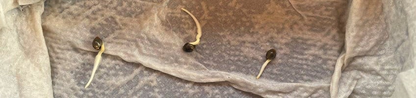3 cannabis seeds starting to germinate on a wet paper towel