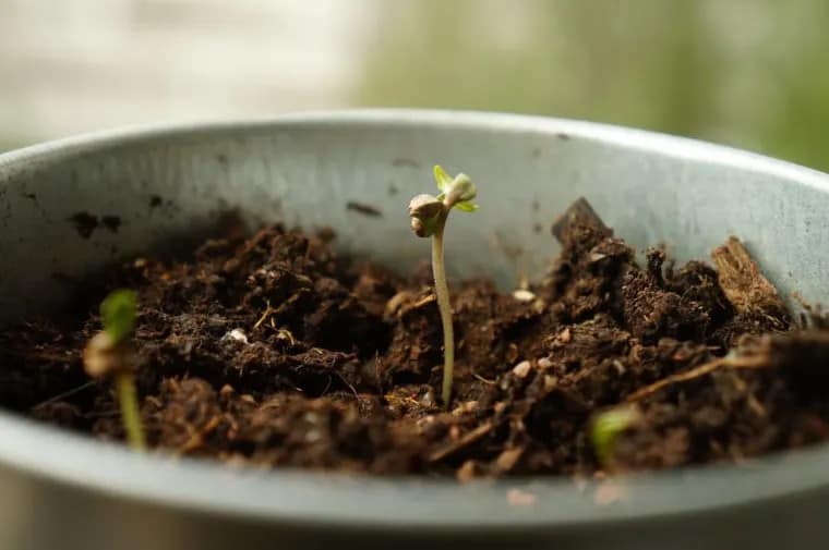 cannabis seedling just starting to sprout its first leaves from the stem