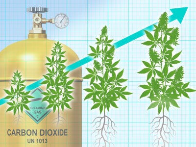 role of CO2 during flowering stage of marijuana