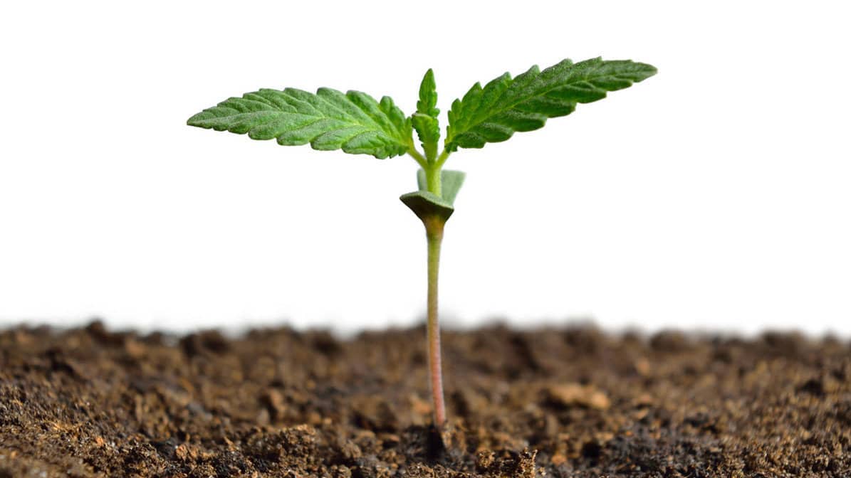 marijuana plant seedling with its first full set of leaves growing