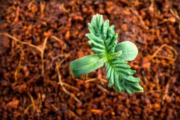 sprouting cannabis seedling top view