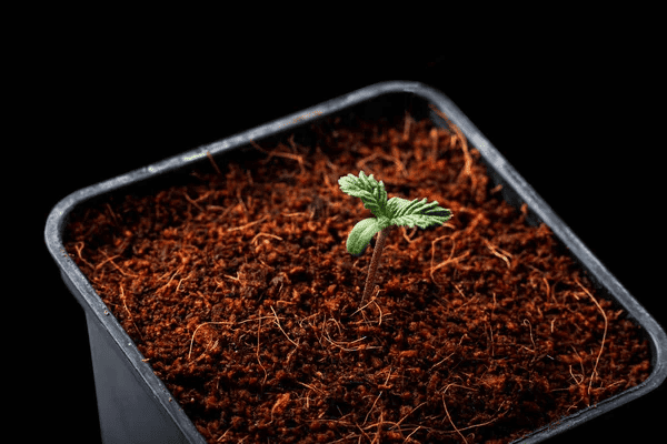 single marijuana plant just starting to sprout in a flower pot