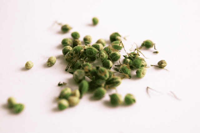 marijuana seeds