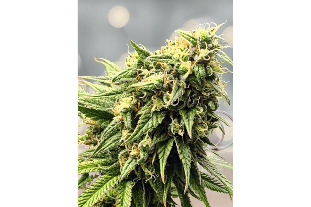 trainwreck feminized seed