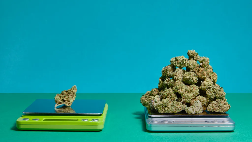 two scales, one with 1 bud and the other with a pyramid of buds stacked up