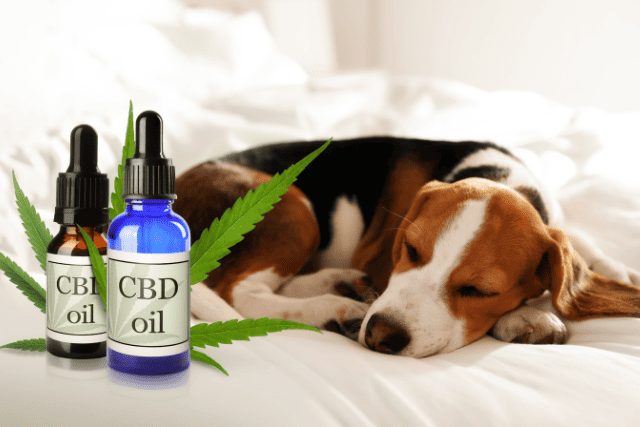 CBD for dog pancreatitis - featured image