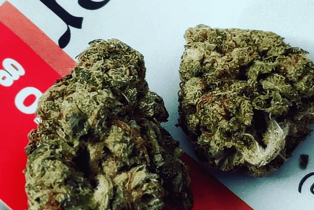 Power Plant Feminized Seed