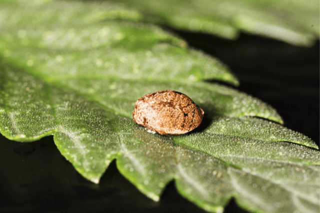 best cbd seeds - featured image