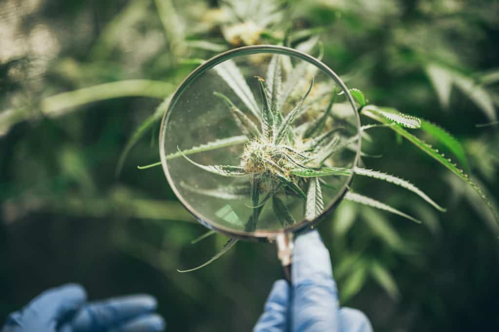 mature marijuana bud view through a magnifying glass