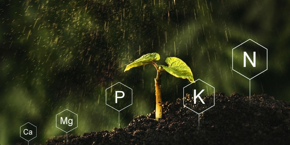 cannabis autoflower seedling growing in soil with nutrient chemical symbols displayed
