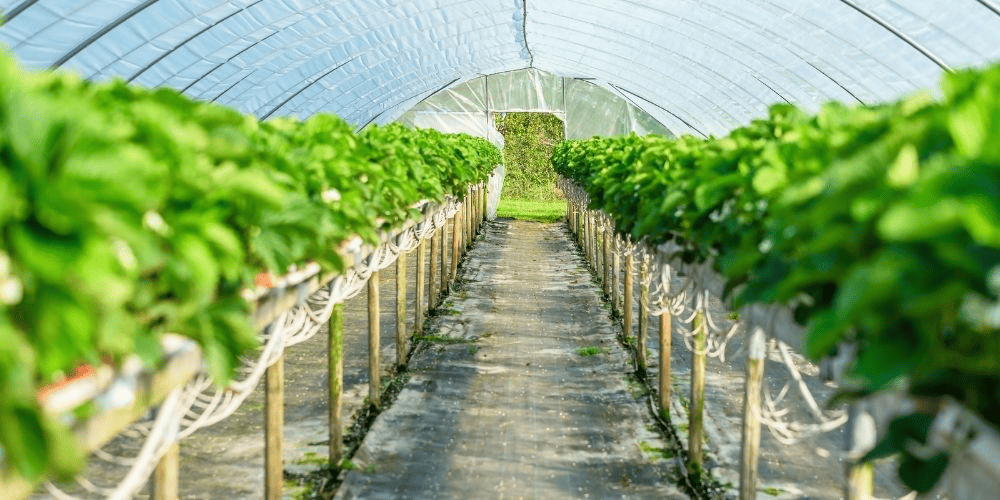 rows of plants in a large outdoor greenhouse