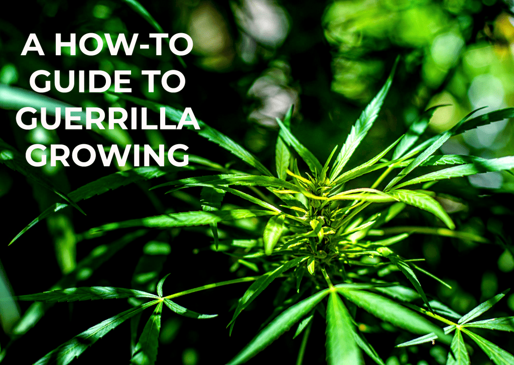 guerrilla growing guide