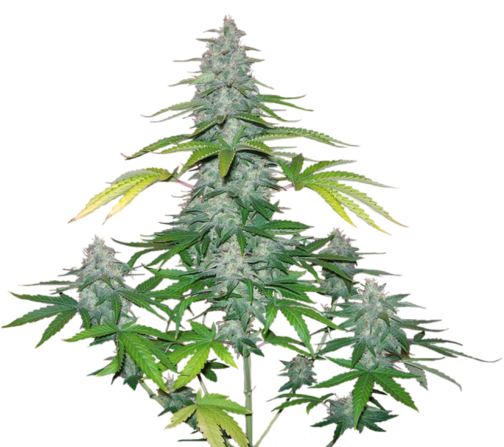huge marijuana buds from mother plant
