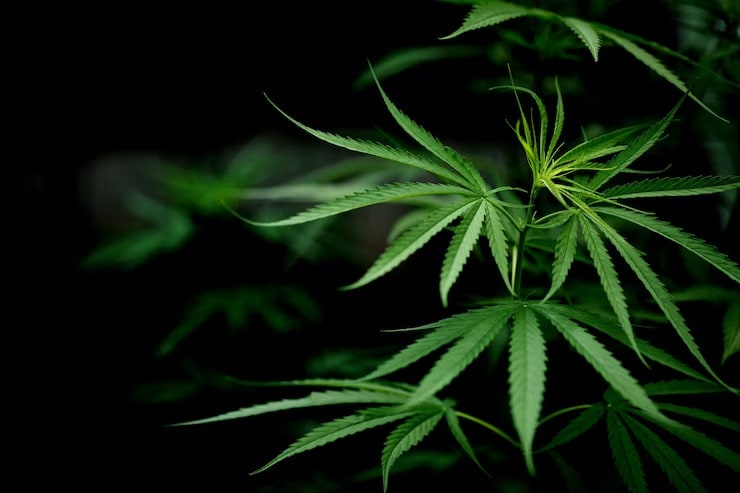 hemp plant - featured image