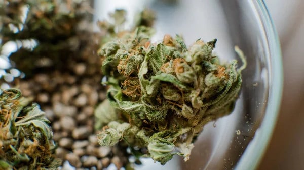 best feminized seeds - featured image