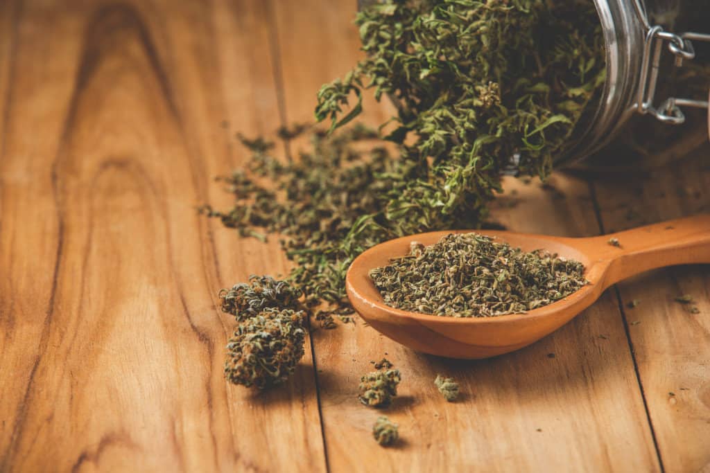 harvested marijuana buds