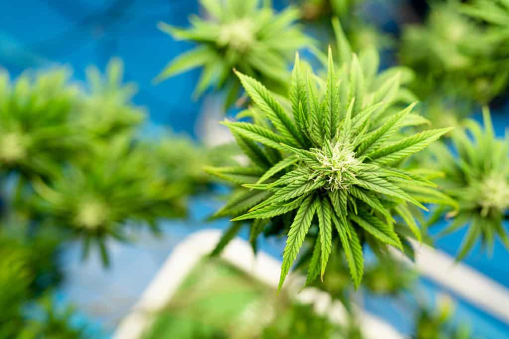 Cannabis plant grow in indoor farm