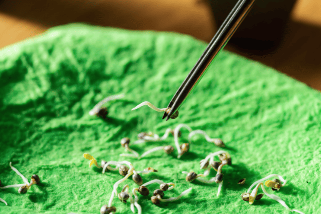 marijuana germination