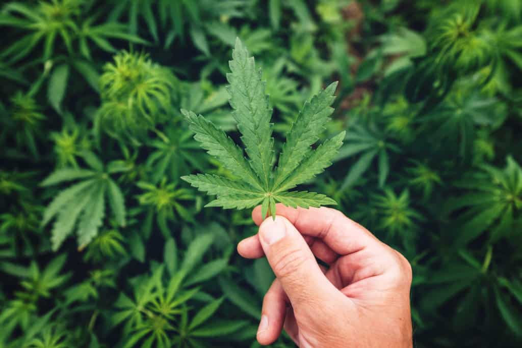 Marijuana grower gently examining crop leaf in field during the regular check-up of plantation, selective focus