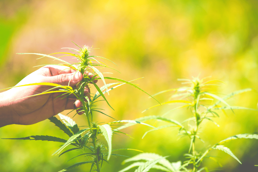marijuana plant grown outdoors in sunshine with someone grabbing the buds with one hand