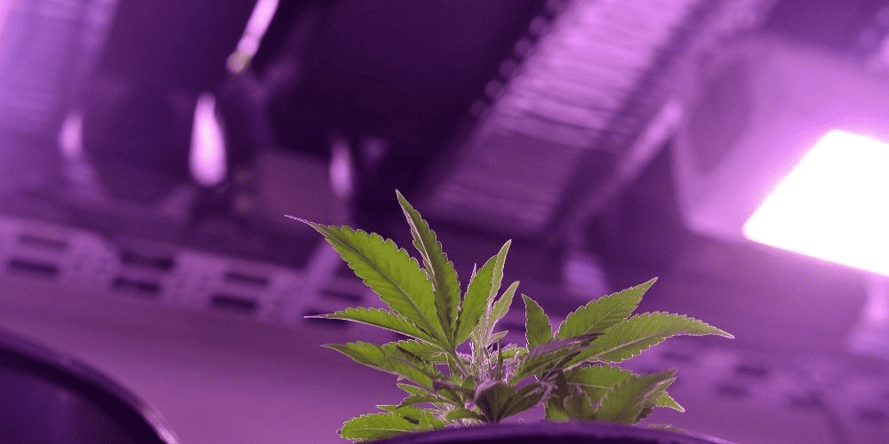 marijuana plant view from below in grow room