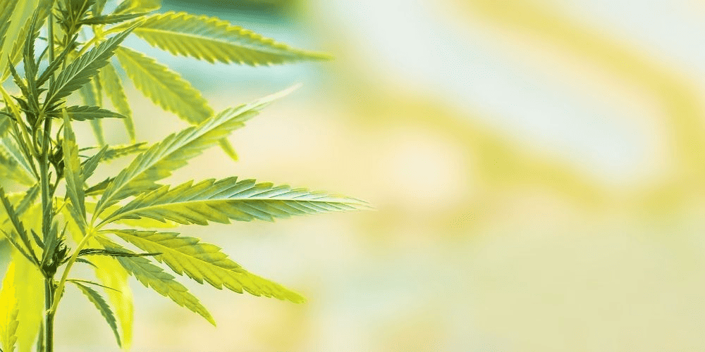 cannabis plant