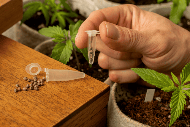 marijuana seeds ready for planting - featured image
