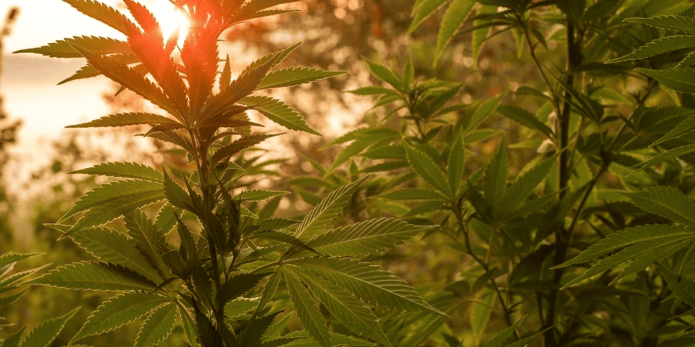 outdoor marijuana plants at sunset
