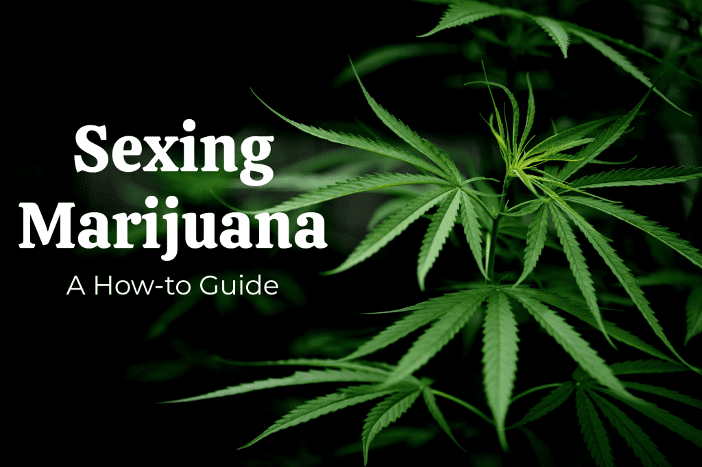 how to sex marijuana plants