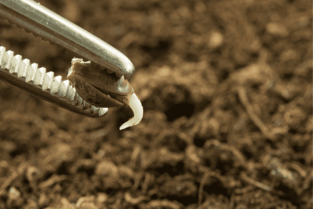 sexing marijuana seeds - featured image