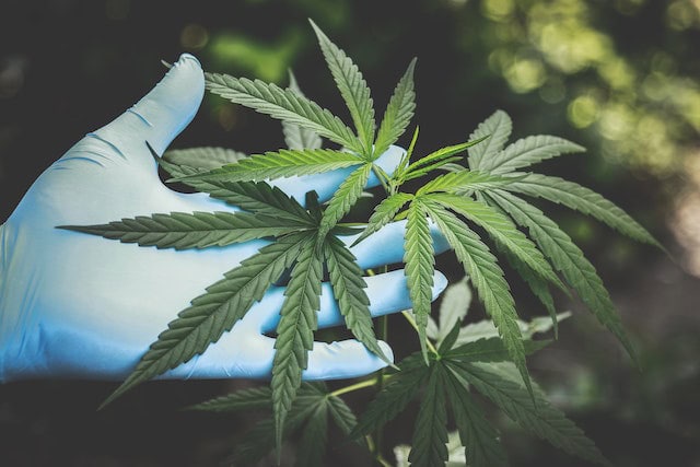 a person holding cannabis plant